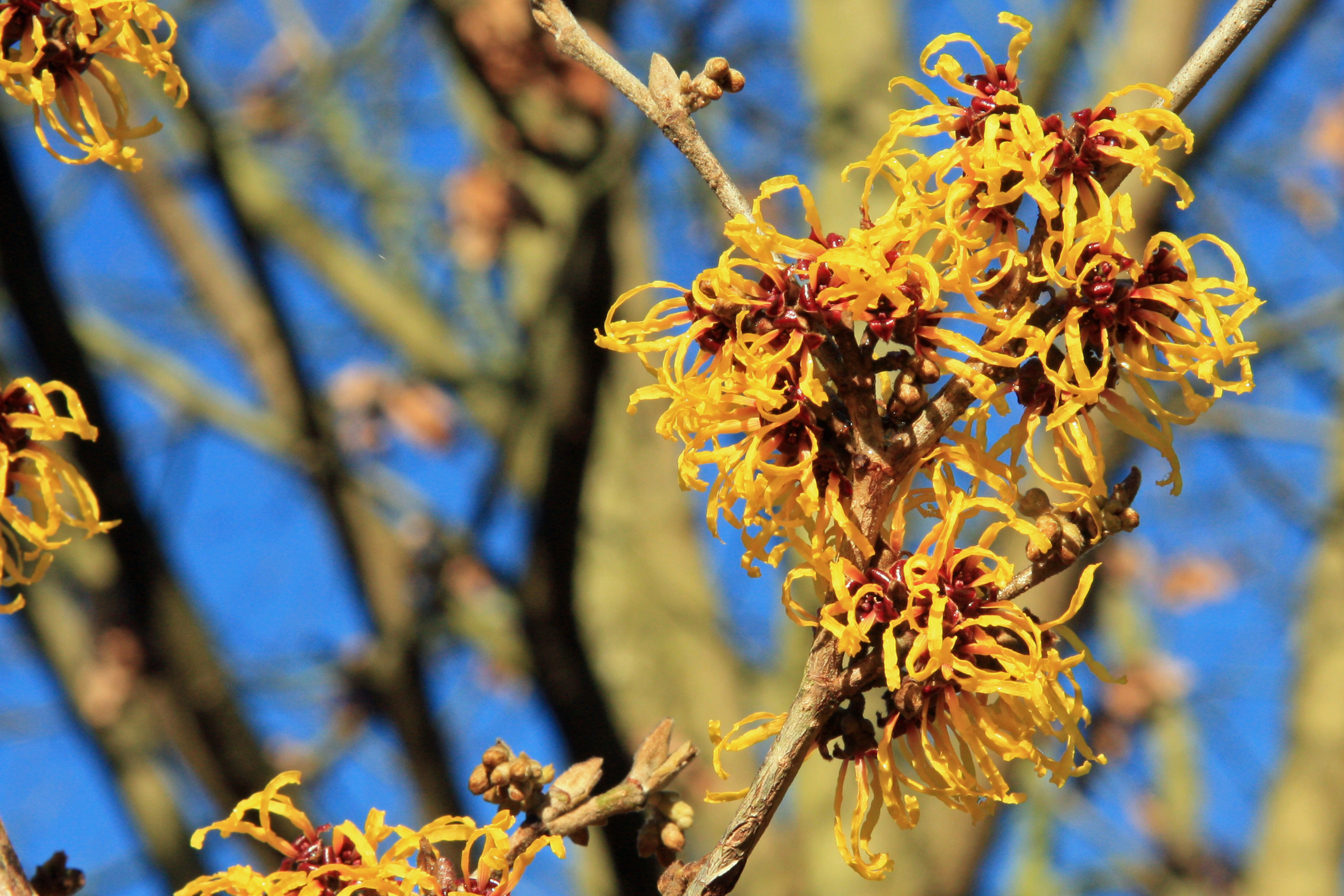 Witch-hazel benefits