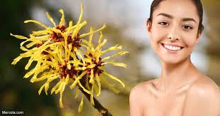 skin care with witch hazel