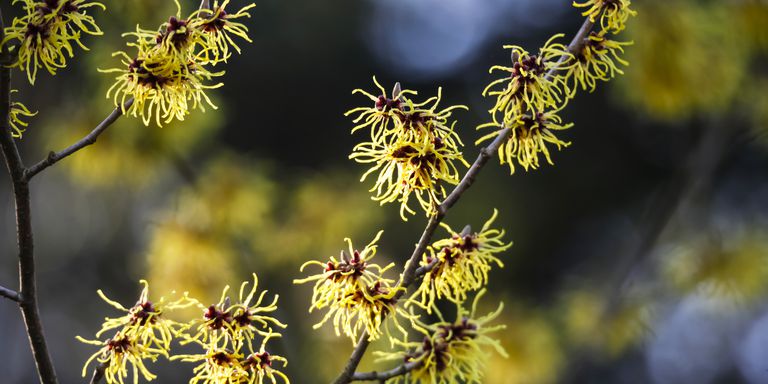 witch hazel