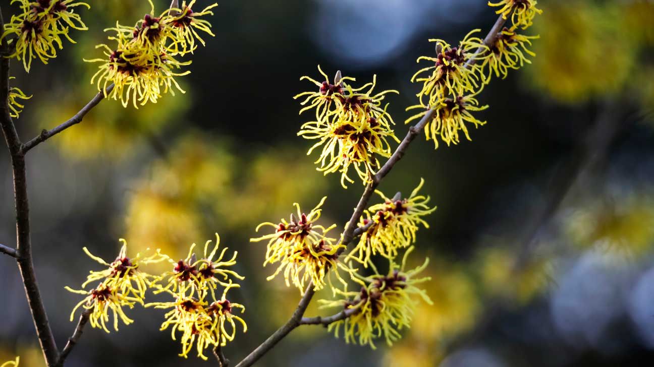 witch-hazel-benefits-uses